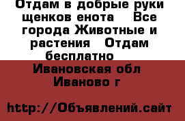 Отдам в добрые руки щенков енота. - Все города Животные и растения » Отдам бесплатно   . Ивановская обл.,Иваново г.